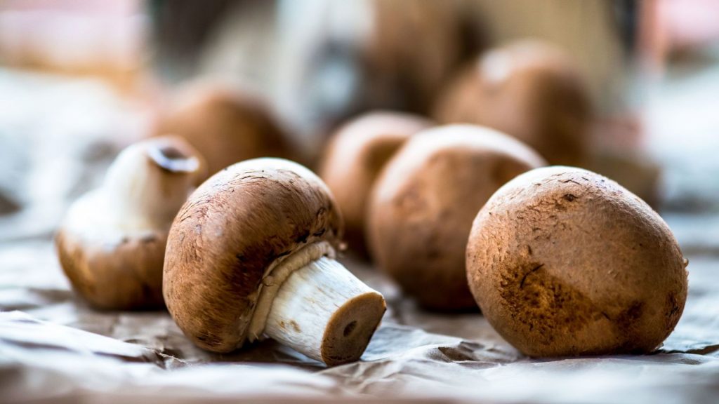 t1ysck_mushrooms_x974