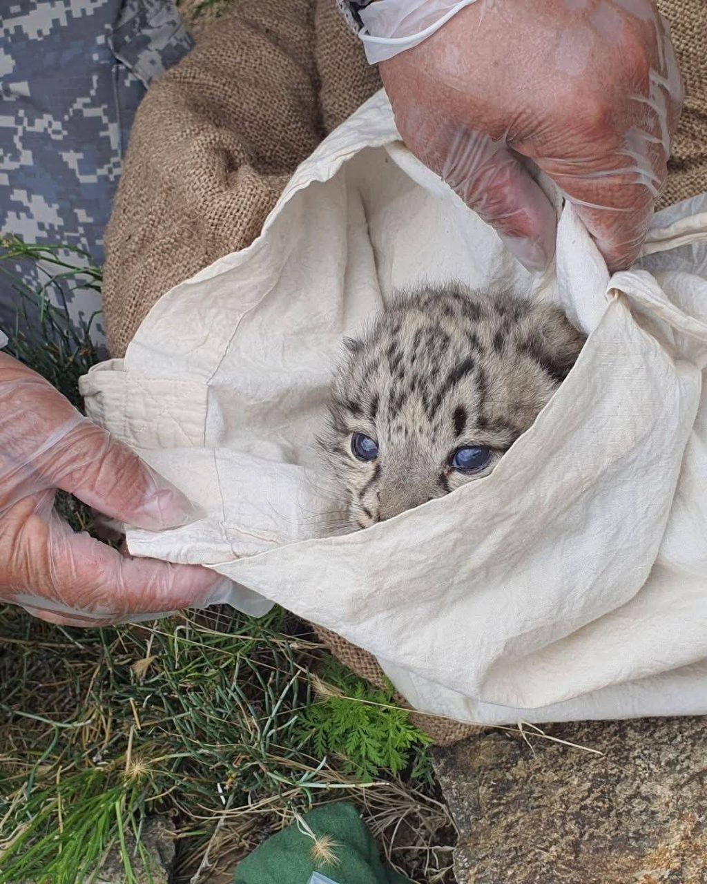 irves0-115029-653654988