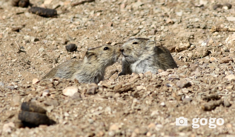 333870-19082025-1755533604-197553034-uliin_tsagaan_ogotno1