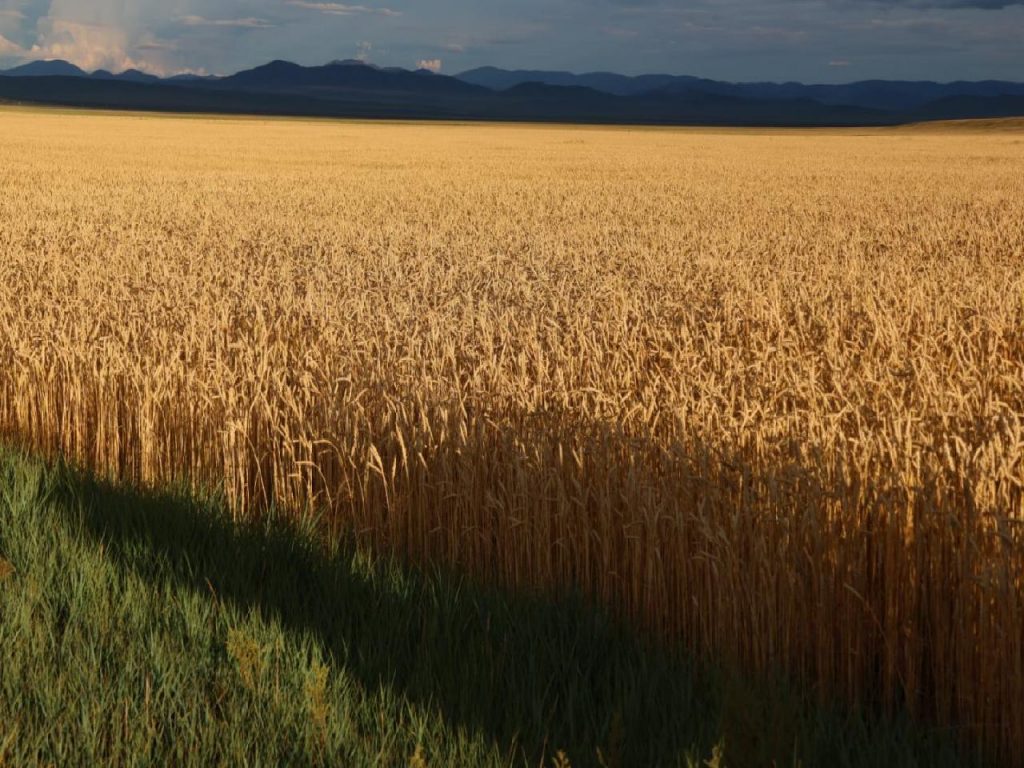 large-68a7e65a83d7de7c1b04be6d