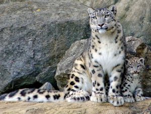 0698fc344c39b3f1a7b8484bc9b3d944_x3