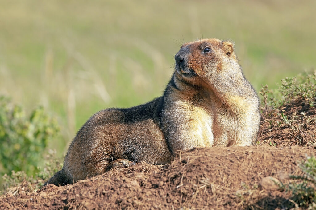 Funny Groundhog With Fluffy Fur Sits In A Meadow On A Sunny Warm