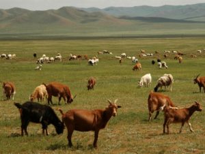 Бэлчээрийн ургамал нутгийн 46 хувьд гандуу гарчээ