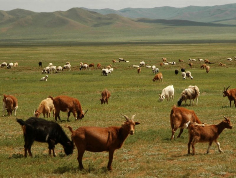 Бэлчээрийн ургамал нутгийн 46 хувьд гандуу гарчээ