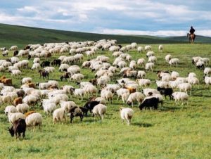 Малчид НДШ-ийн талаар мэдээлэл дутмаг байна