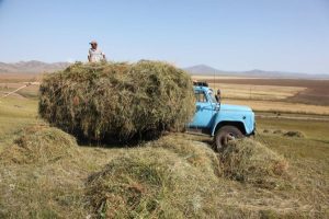 Улсын хэмжээнд 156.5 мянган тонн хадлан хураав (1)