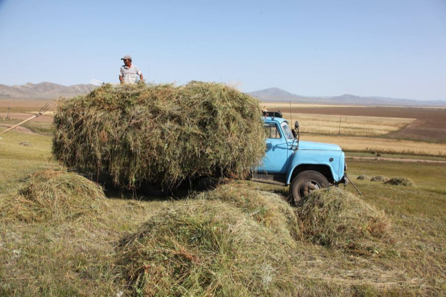 Улсын хэмжээнд 156.5 мянган тонн хадлан хураав (1)