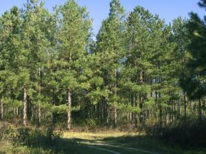 3ba0fa_tipilesasovremennieprintsipiklasifikatsi_9B65ED4B_x974