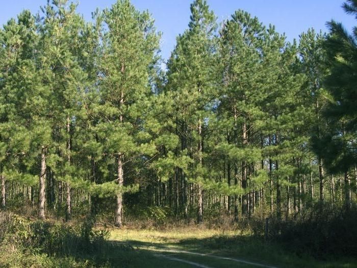 3ba0fa_tipilesasovremennieprintsipiklasifikatsi_9B65ED4B_x974