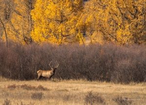 413a17_12080244_507362099418715_7848249471901446690_o_x974