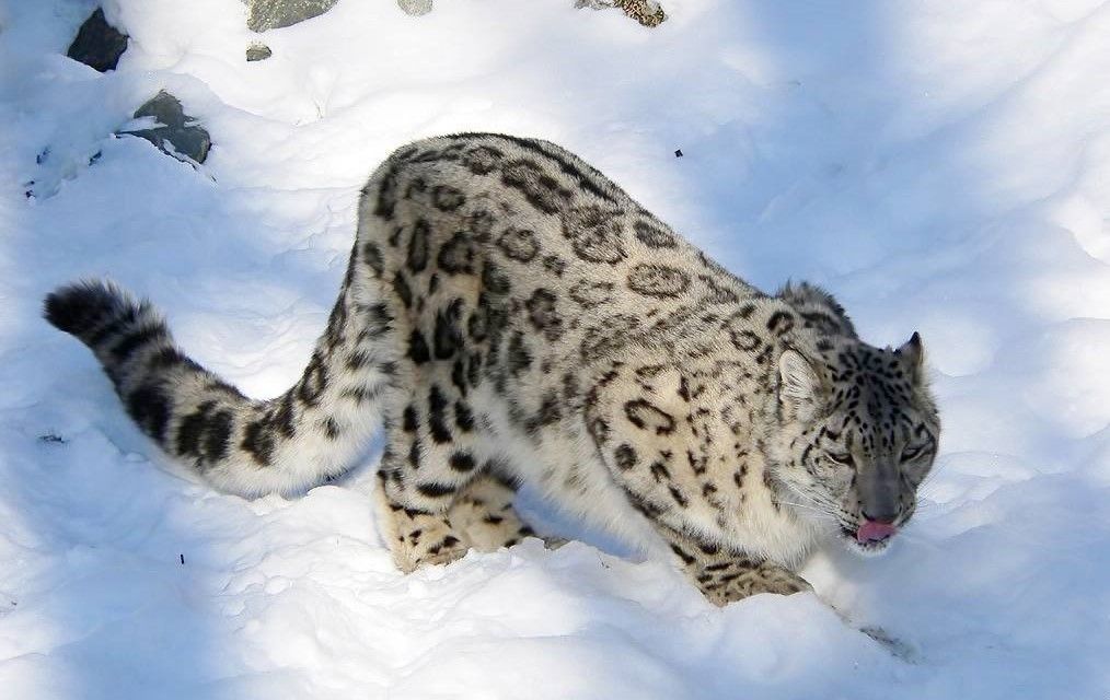 906253_snow-leopard2-tourmongolia_x974