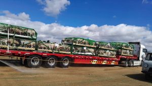 2r1l1t_585354870_1285677843599678_2014972359707179347_n_x974