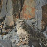 Цоохор ирвэсийг хамтарч хамгаална