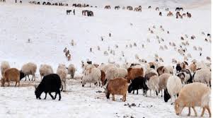 images - 2026-01-24T212545.068