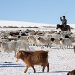 “Малын индексжүүлсэн даатгалын нэгдүгээр босго үзүүлэлтийг таван хувь болгож буурууллаа