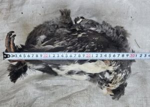 339720-02032026-1772431322-128514897-Screenshot_2-3-2026_135931_www.facebook.com