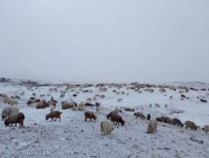 ЗУДЫН БАЙДЛЫГ ҮНЭЛЭХЭД 11 АЙМГИЙН 43 СУМ ЦАГААН ЗУДТАЙ БАЙНА_m