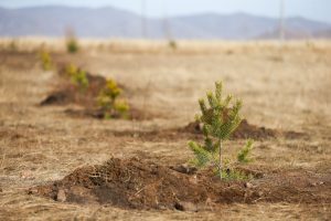 “Тэрбум мод” үндэсний хөдөлгөөний гүйцэтгэл 8.3 хувьтай байна