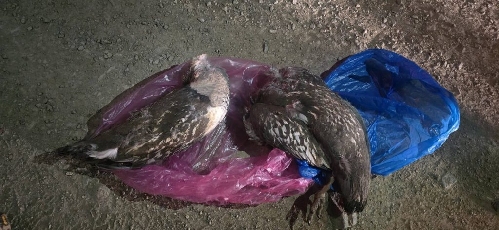 gvyyhj_660301692_1250490837244322_6080516263870430302_n_x974