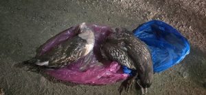 gvyyhj_660301692_1250490837244322_6080516263870430302_n_x974