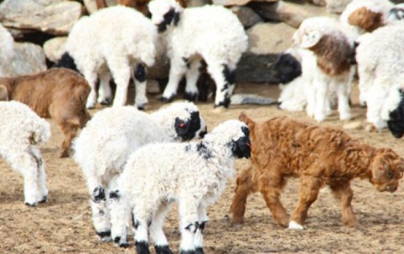 olloo_mn_1423551183_tul-1-580x365