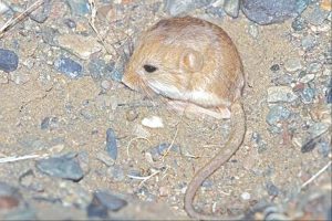 Дэлхийд нэн ховордсон элсний тажигдаахай Монгол оронд амьдардаг