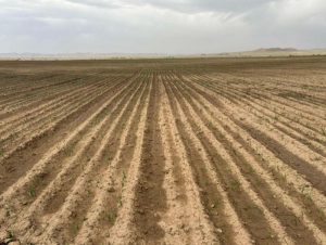 Төмсний тариалалтад дуслын усалгааны систем нэвтрүүлжээ