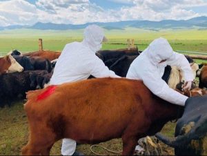 Ховдод шүлхийн үзлэгт 564 өрхийн 259 248 толгой мал хамрууллаа